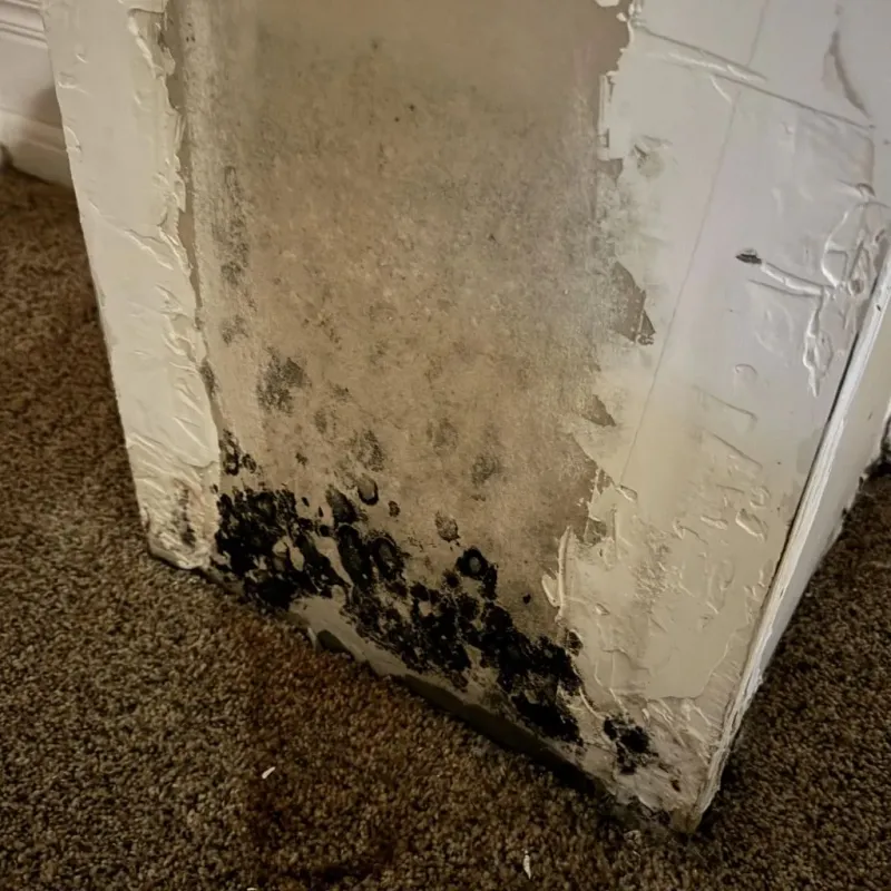 Professional Mold Removal in Scurry County, TX
